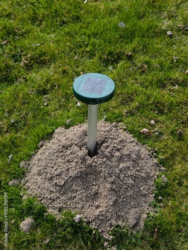 European Mole (Talpa europaea) – molehill with solar-powered repellent device in grassy habitat, common species in the Czech Republic
