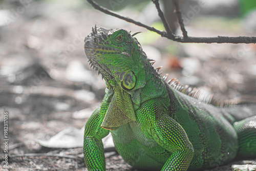 La iguana está alerta ante el peligro