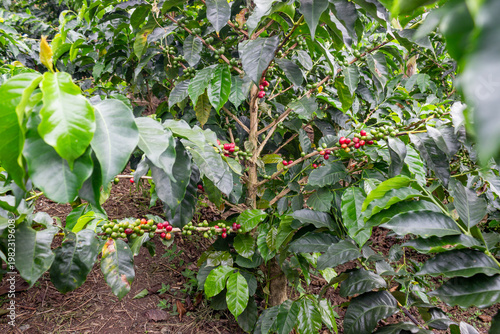 Close-up of a coffee plant showing red ripe and green unripe cherries growing on branches in a plantation. Concept of coffee production and agriculture.