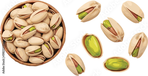 Pistachio nuts in shell and peeled kernels, healthy snack food, organic dry fruits collection, detailed nutrition ingredient vector illustration