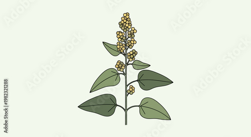 Hand drawn illustration of a quinoa plant with leaves and seeds.