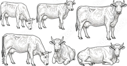 Detailed Cow Illustration Icons Set Featuring Various Poses and Angles for Websites, Apps, and Digital Media