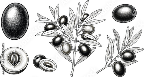 Hand-Drawn Olive Illustration Set with Olive Fruits, Branches, and Seeds in Detailed Black and White Sketch Style