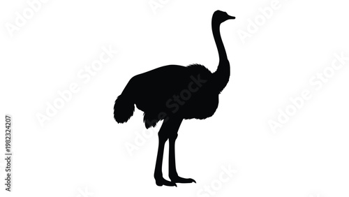 Silhouette of an ostrich standing in profile against a white background