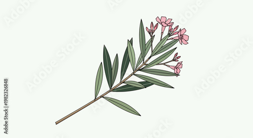 Botanical illustration of a flowering oleander branch with pink blossoms.