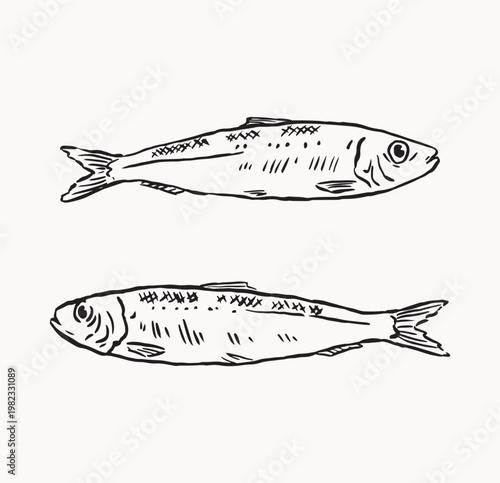 Sardines fish mediterranean hand drawing illustration