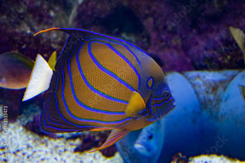 Poisson ange impérial rayé en aquarium marin , espèce tropicale aux couleurs vives.