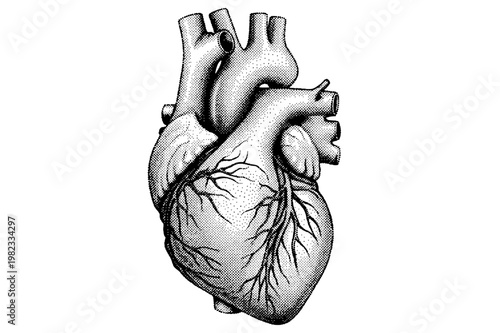 Detailed anatomical heart vector illustration featuring stippled shading style for medical and scientific educational design projects