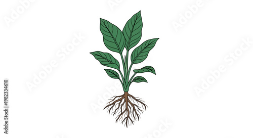 Green plant illustration with leaves and roots isolated on white background