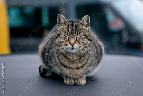 Cute relaxed cat sits on the car roof. Horizontal image with selectve focus.	
