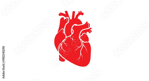 Detailed human heart anatomical vector illustration graphic design for medical health education and science concepts