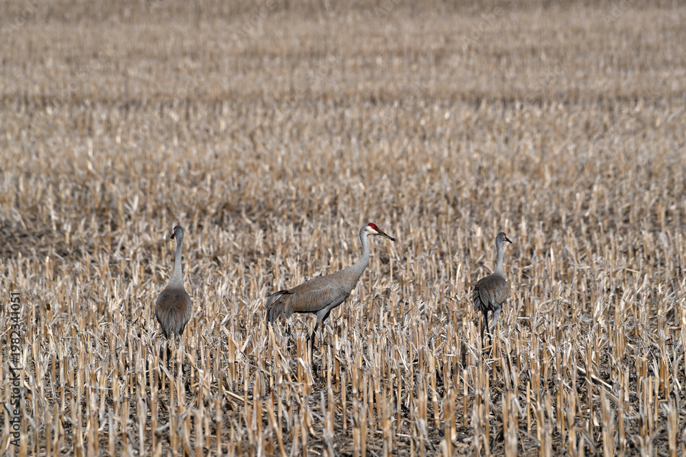 Fototapeta premium Sandhill Cranes in Stubble Field