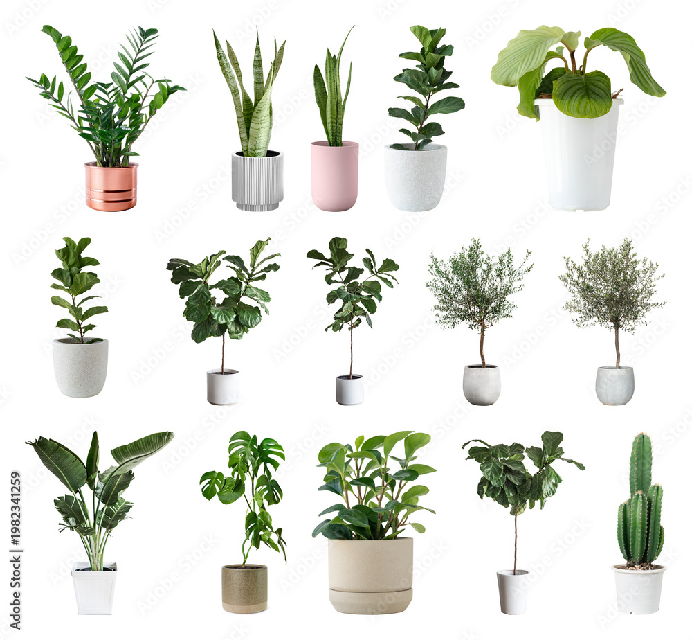 Naklejka premium PNG Assorted potted plants collection on transparent background