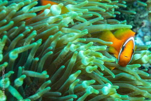 A clownfish (Amphiprioninae) peeks out from its anemone home, showcasing its vibrant orange and white markings.