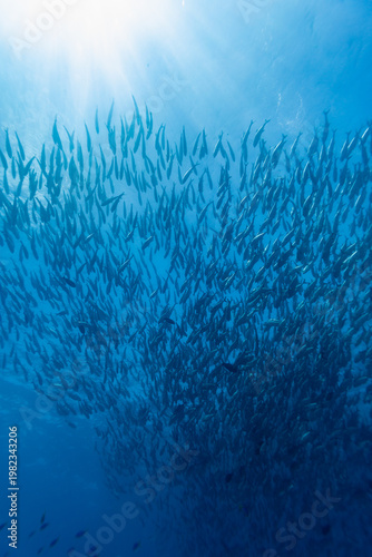 Canvastavla A large school of Bigeye Trevally (Caranx sexfasciatus) swims in unison under the sunlit ocean surface