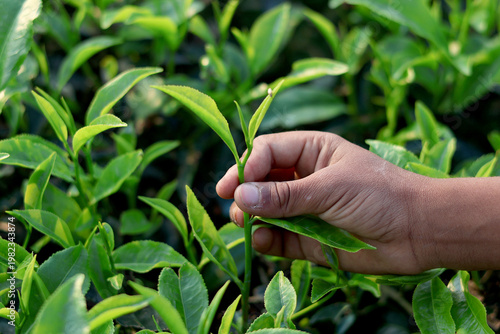 Photos Hand Picking Tea Leaves in Nature