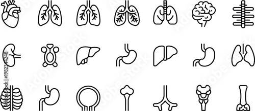Human Organ Icons, Medical Illustration Set, Line Art Anatomy, Health and Biology Symbols