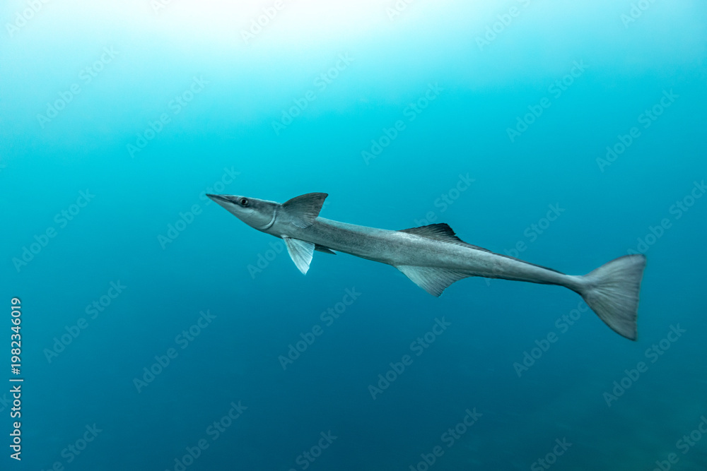 Fototapeta premium A Remora (Remora remora) swims in the clear blue ocean.
