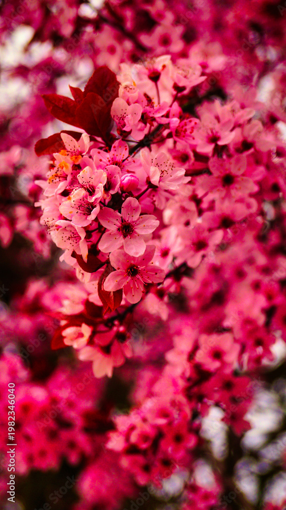 Fototapeta premium pink rose petals