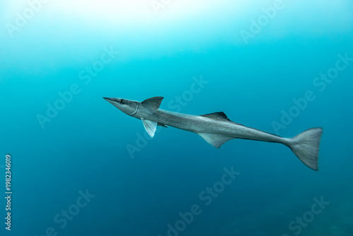 A Remora (Remora remora) swims in the clear blue ocean.