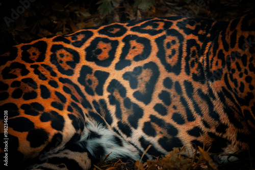 Jaguar fur pattern close up natural texture background