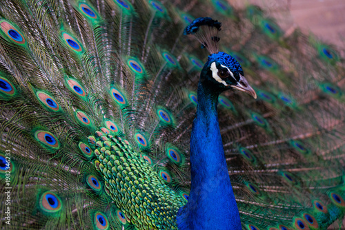 Peacock displaying colorful feathers with eye pattern in full display