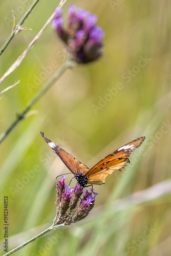 butterfly on a flower