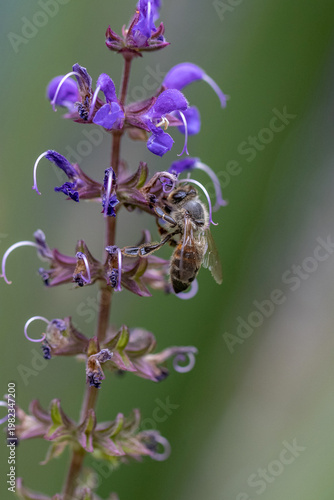 Bee on purple flower macro