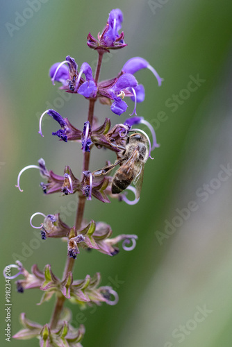Bee on purple flower macro