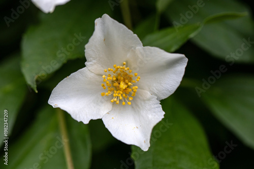 White flower with yellow center and green leaves