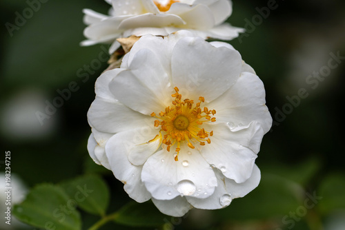 white and yellow flower