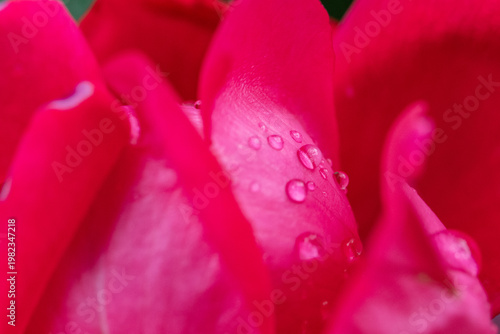 closeup of pink rose with rain drops