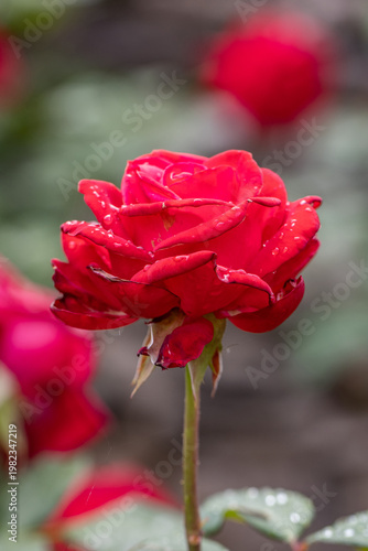 red rose in the garden