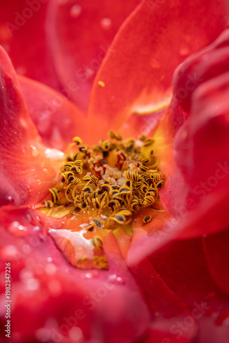 macro of a red flower with rain drops