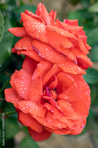 red rose with water drops