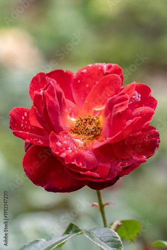 Red open rose with rain water