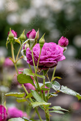 deep pink rose bunch