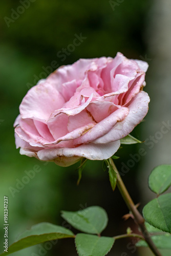 Pink hybrid tea rose