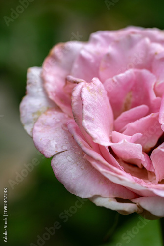 pink tea rose macro with rain drops