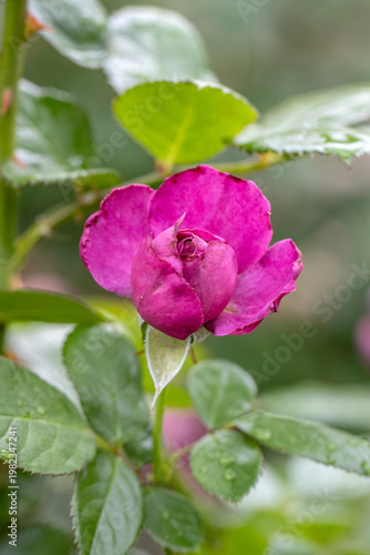 Pink rose bud partially opened