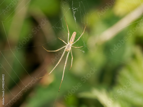 Canvas Print Araignée tétragnathe Tetragnatha sp sur toile avec longues pattes et corps allon