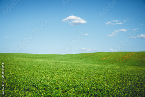 Εκτύπωση καμβά Expansive green landscape under a clear blue sky on a sunny day with soft clouds creating a serene atmosphere