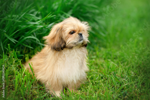 funny Pekingese mix puppy portrait on a walk on bright spring green grass