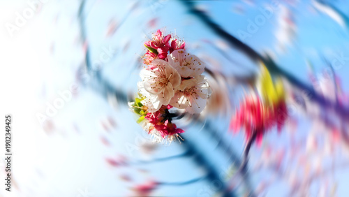 Abstract Motion Blur Of Spring Cherry Blossoms In Sunlight