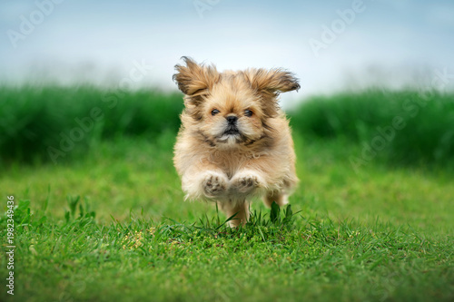 funny Pekingese mix puppy portrait on a walk on bright spring green grass