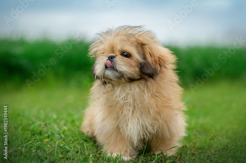 funny Pekingese mix puppy portrait on a walk on bright spring green grass