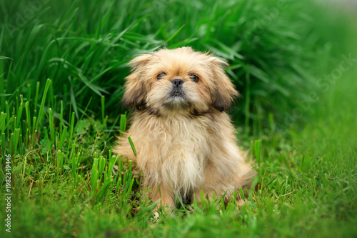 funny Pekingese mix puppy portrait on a walk on bright spring green grass