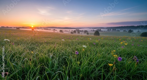 Sunrise over a grassy meadow with wildflowers and distant trees on a hazy morning