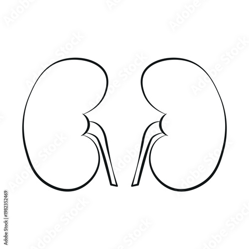 Kidney Line Icon Minimal Outline – Human Organ Anatomy Medical Vector Illustration.