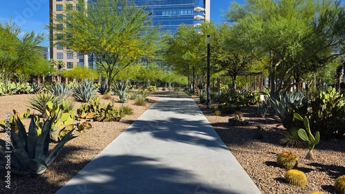 Desert Urban Park Path with Cactus Garden. Concrete walkway through a landscaped desert park with cacti, agave plants, and trees beside modern office buildings under bright blue sky.